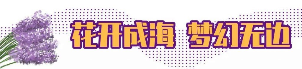 常州熏衣草庄园在哪里(呼市熏衣草庄园在哪里旅游)