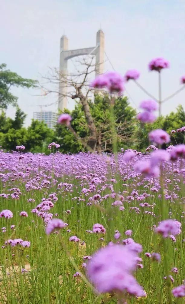 常州熏衣草庄园在哪里(呼市熏衣草庄园在哪里旅游)