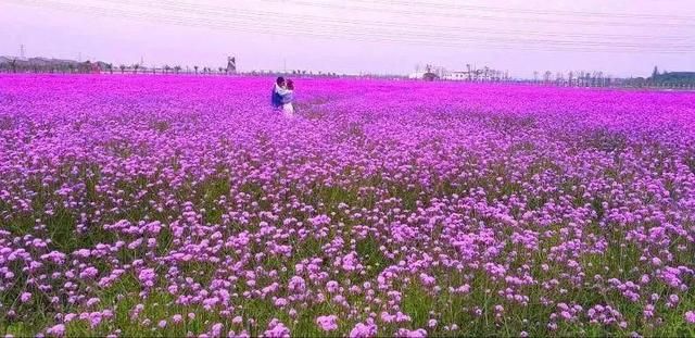 常州熏衣草庄园在哪里(呼市熏衣草庄园在哪里旅游)