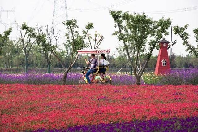 常州熏衣草庄园在哪里(呼市熏衣草庄园在哪里旅游)
