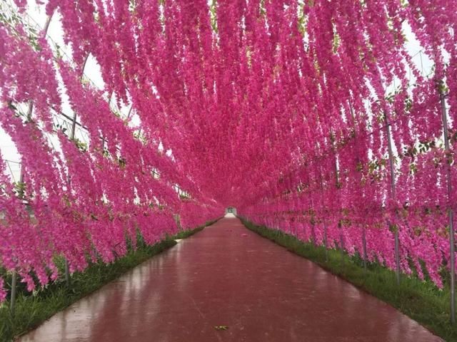 常州熏衣草庄园在哪里(呼市熏衣草庄园在哪里旅游)