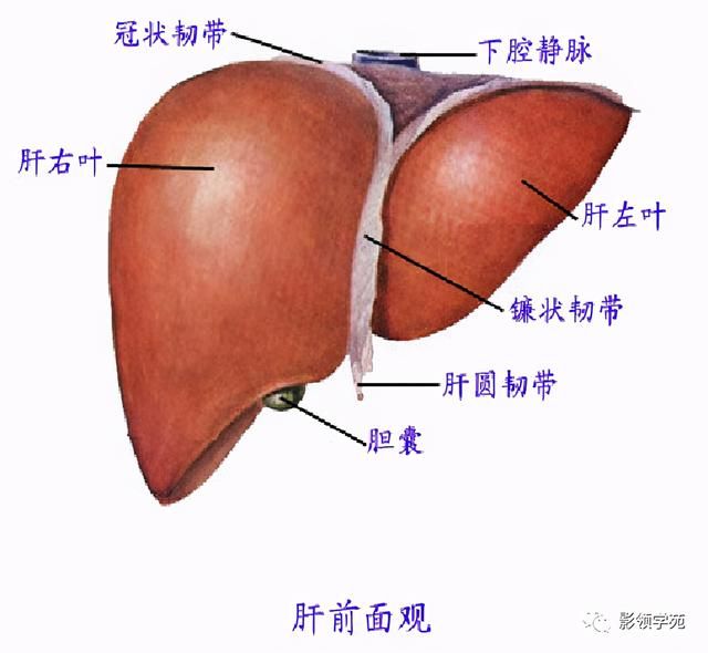 肝在哪里图片(肝在哪里位置图片)