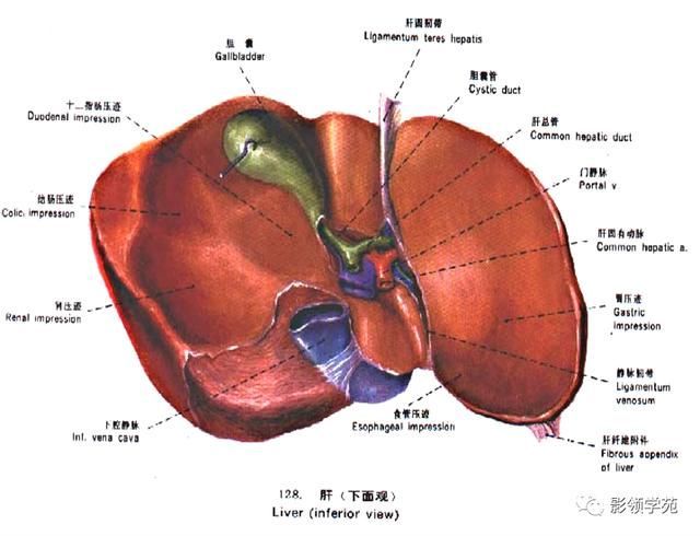 肝在哪里图片(肝在哪里位置图片)