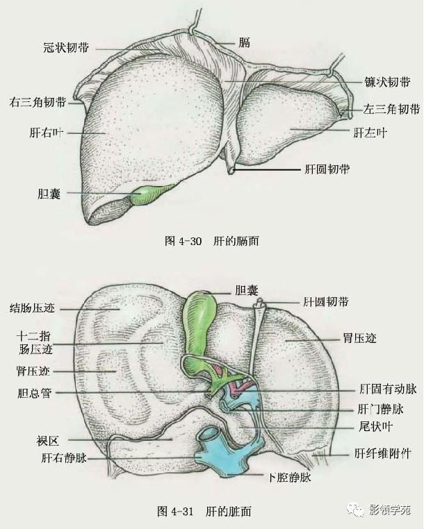 肝在哪里图片(肝在哪里位置图片)
