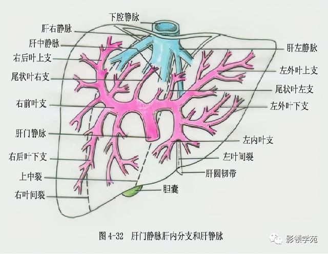 肝在哪里图片(肝在哪里位置图片)