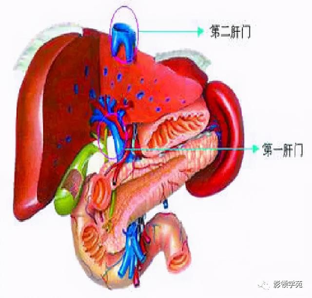 肝在哪里图片(肝在哪里位置图片)