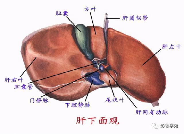 肝在哪里图片(肝在哪里位置图片)