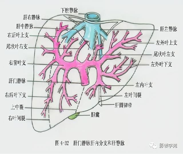 肝在哪里图片(肝在哪里位置图片)
