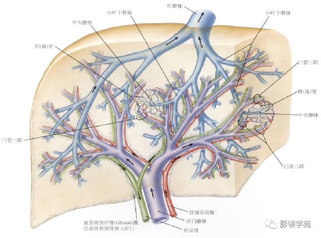 肝在哪里图片(肝在哪里位置图片)