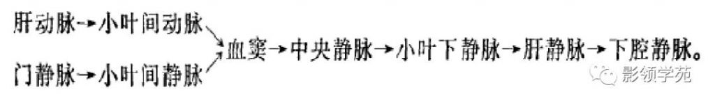 肝在哪里图片(肝在哪里位置图片)