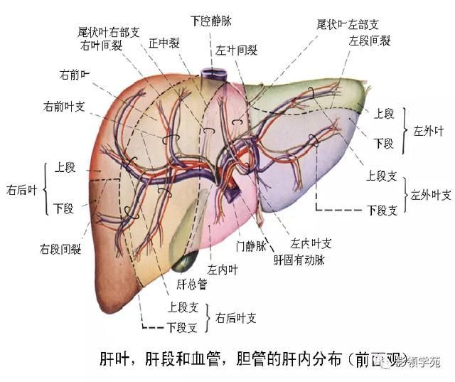肝在哪里图片(肝在哪里位置图片)