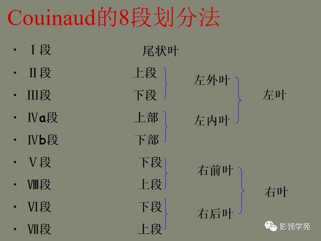 肝在哪里图片(肝在哪里位置图片)