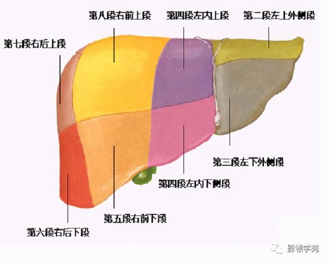肝在哪里图片(肝在哪里位置图片)