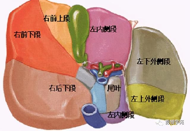 肝在哪里图片(肝在哪里位置图片)