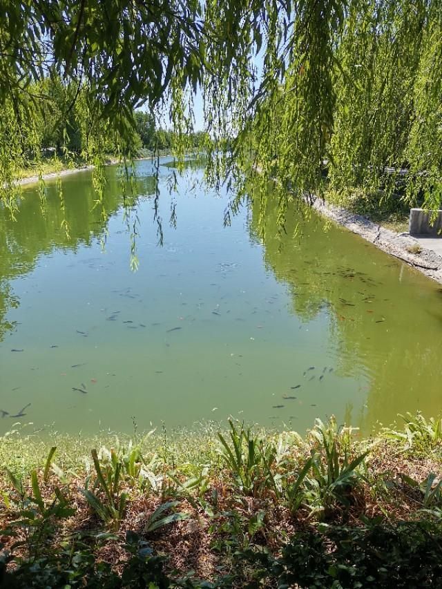 临济寺在哪(正定临济寺有明老和尚)