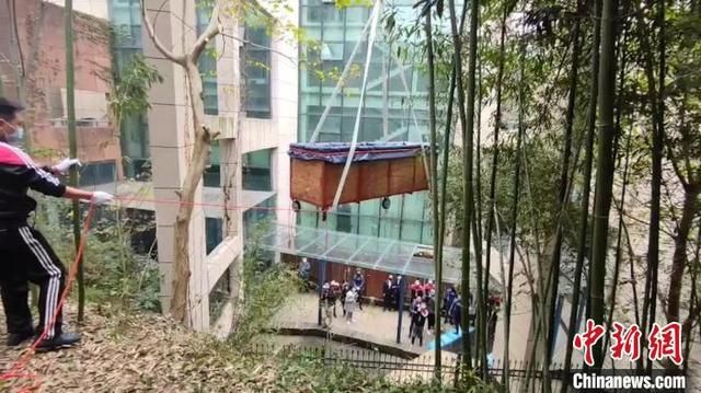 鲨鱼在哪里有(已灭绝的十大鲨鱼)