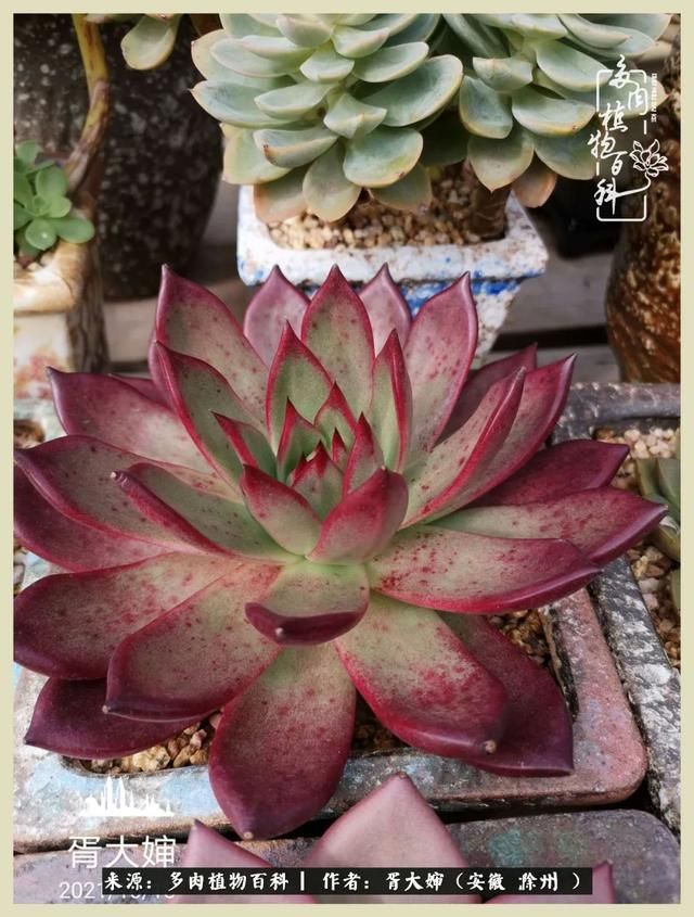 骑士之歌的肉在哪(骑士之歌肉124章)