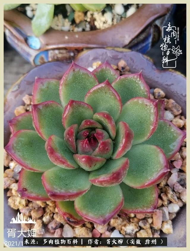 骑士之歌的肉在哪(骑士之歌肉124章)