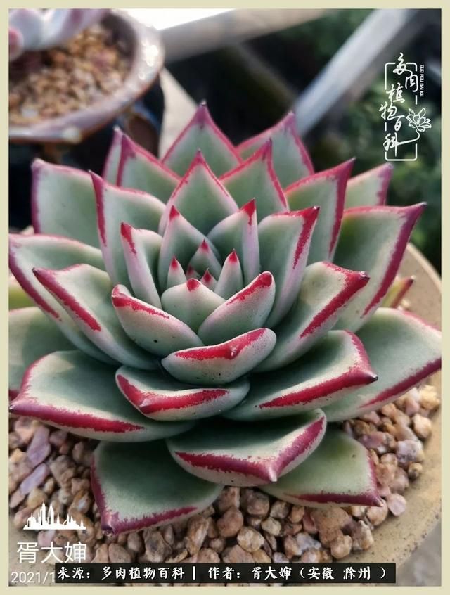 骑士之歌的肉在哪(骑士之歌肉124章)