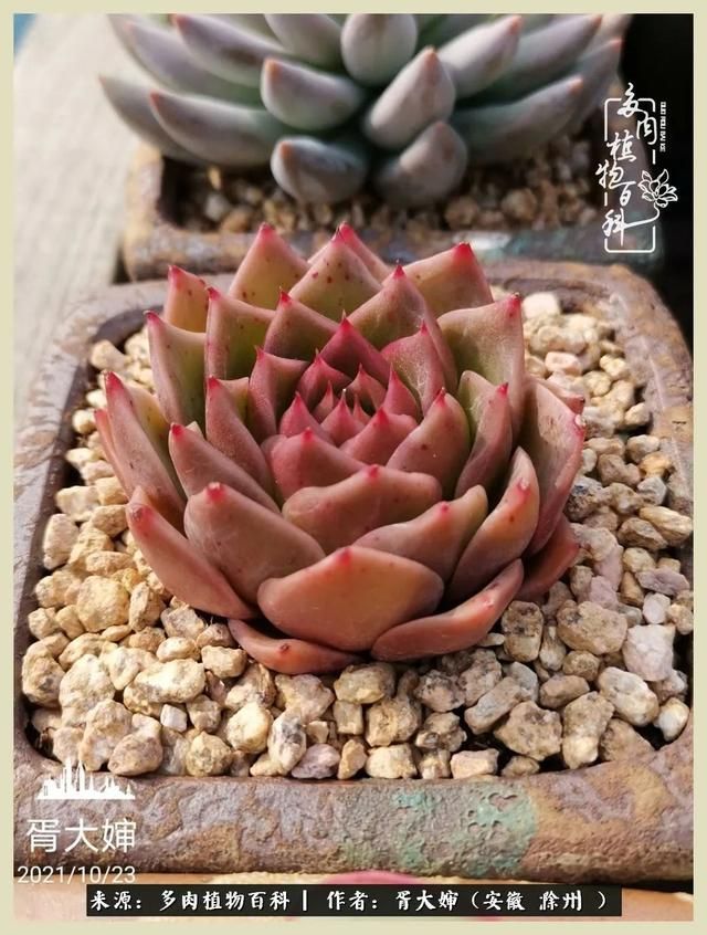 骑士之歌的肉在哪(骑士之歌肉124章)