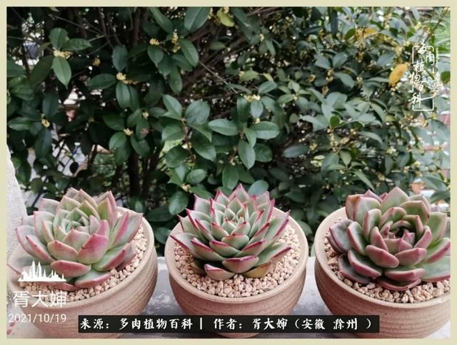 骑士之歌的肉在哪(骑士之歌肉124章)
