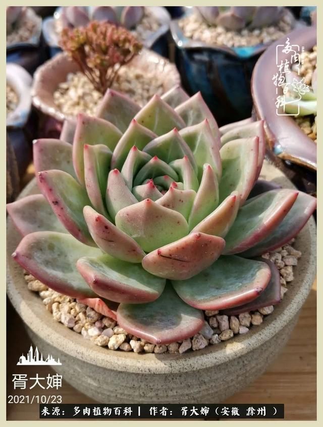 骑士之歌的肉在哪(骑士之歌肉124章)
