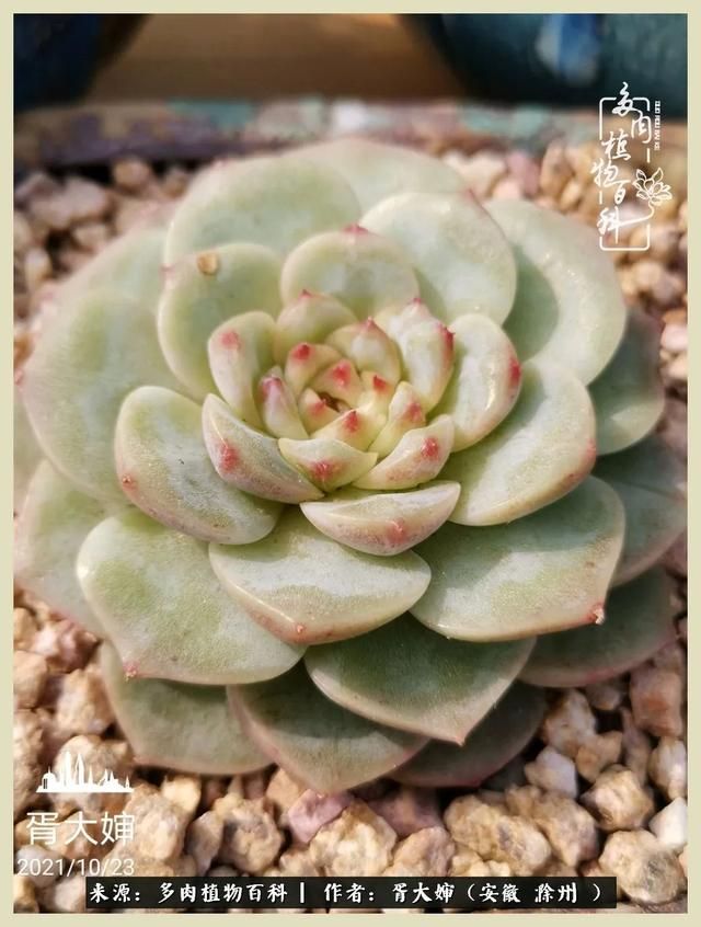 骑士之歌的肉在哪(骑士之歌肉124章)