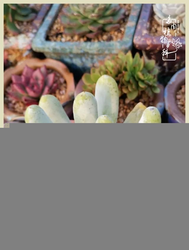 骑士之歌的肉在哪(骑士之歌肉124章)
