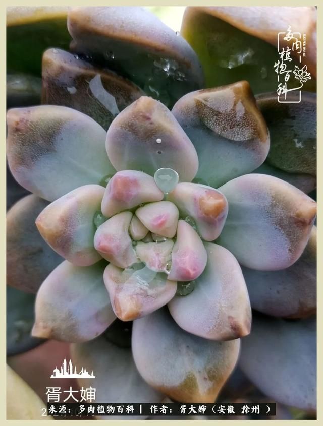 骑士之歌的肉在哪(骑士之歌肉124章)