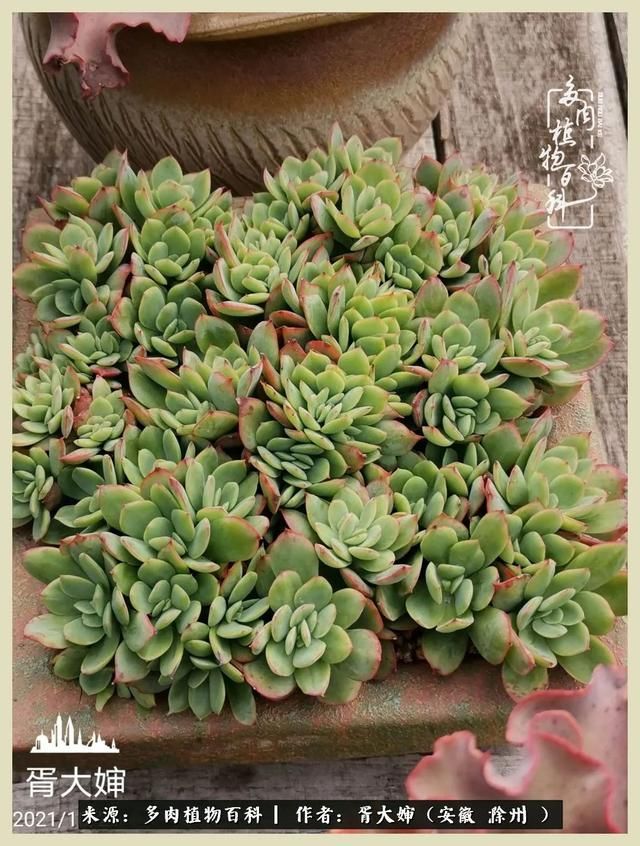 骑士之歌的肉在哪(骑士之歌肉124章)