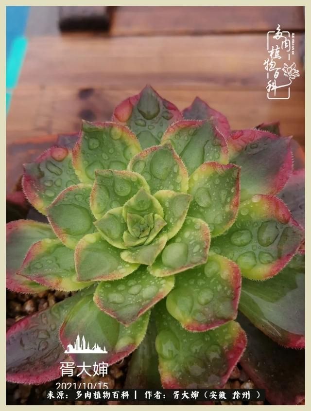骑士之歌的肉在哪(骑士之歌肉124章)