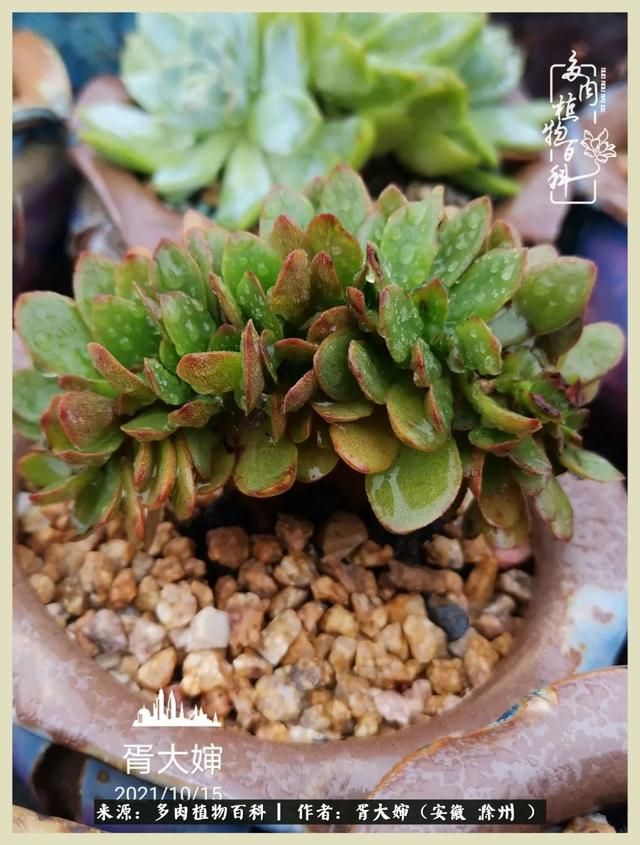 骑士之歌的肉在哪(骑士之歌肉124章)