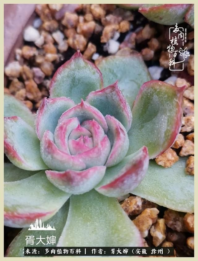 骑士之歌的肉在哪(骑士之歌肉124章)