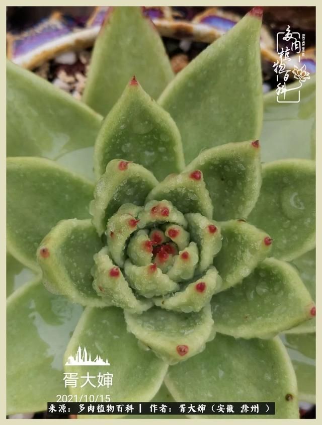 骑士之歌的肉在哪(骑士之歌肉124章)