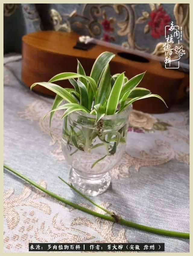 骑士之歌的肉在哪(骑士之歌肉124章)