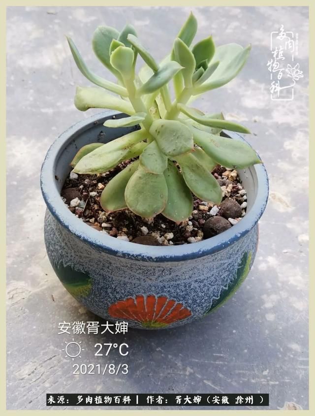 骑士之歌的肉在哪(骑士之歌肉124章)