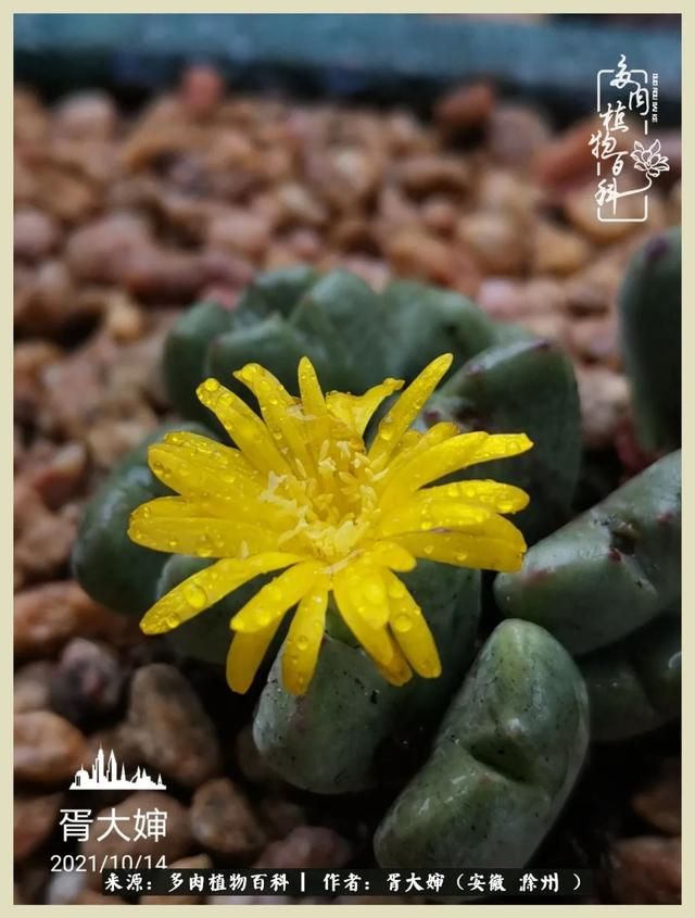 骑士之歌的肉在哪(骑士之歌肉124章)