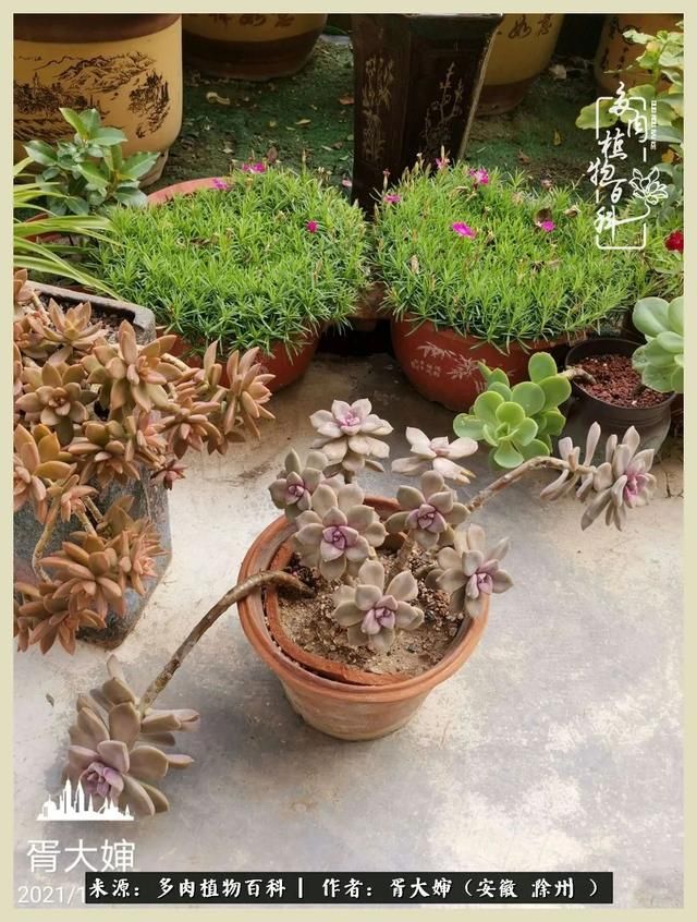骑士之歌的肉在哪(骑士之歌肉124章)