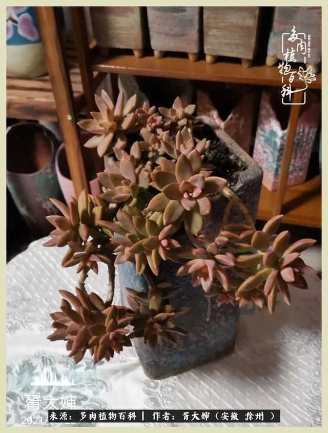 骑士之歌的肉在哪(骑士之歌肉124章)