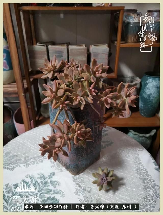 骑士之歌的肉在哪(骑士之歌肉124章)