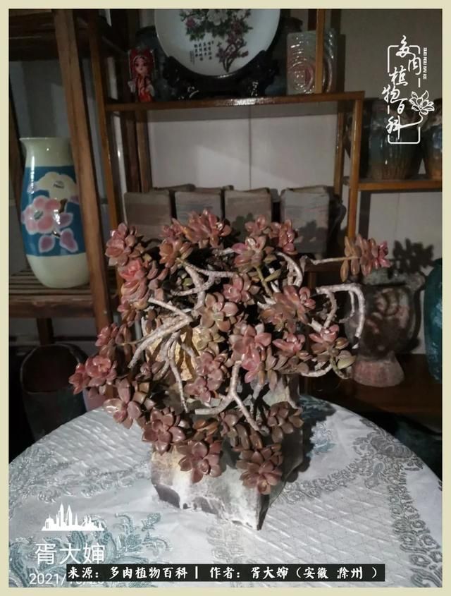 骑士之歌的肉在哪(骑士之歌肉124章)