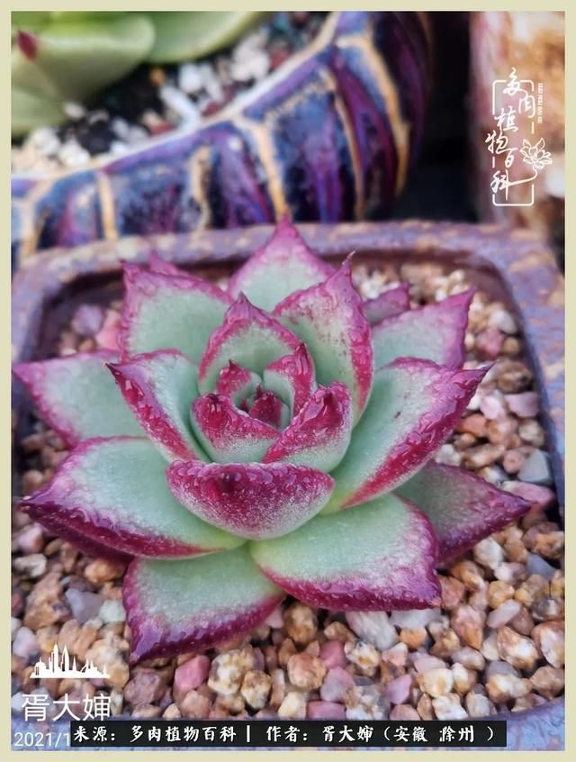骑士之歌的肉在哪(骑士之歌肉124章)