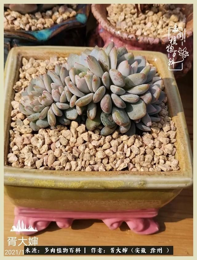 骑士之歌的肉在哪(骑士之歌肉124章)