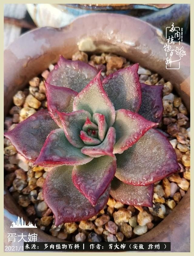 骑士之歌的肉在哪(骑士之歌肉124章)