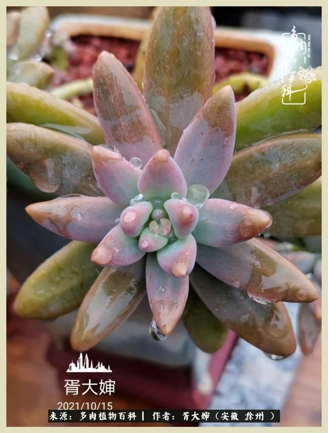 骑士之歌的肉在哪(骑士之歌肉124章)