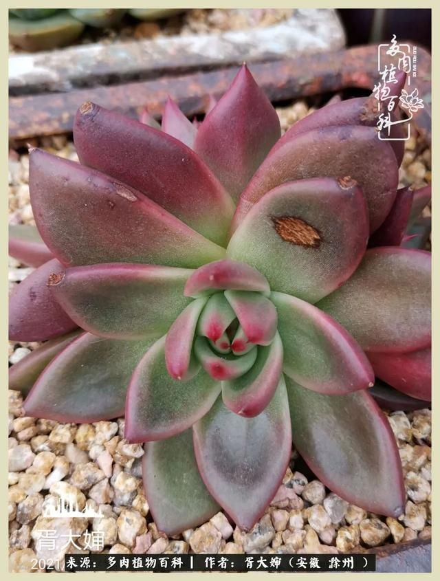 骑士之歌的肉在哪(骑士之歌肉124章)