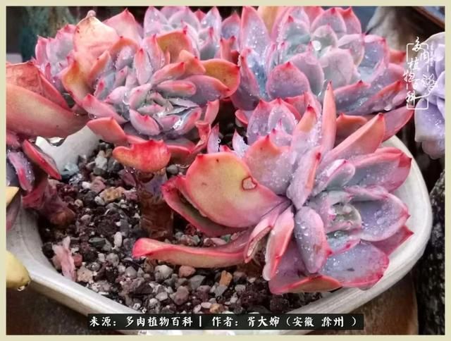 骑士之歌的肉在哪(骑士之歌肉124章)