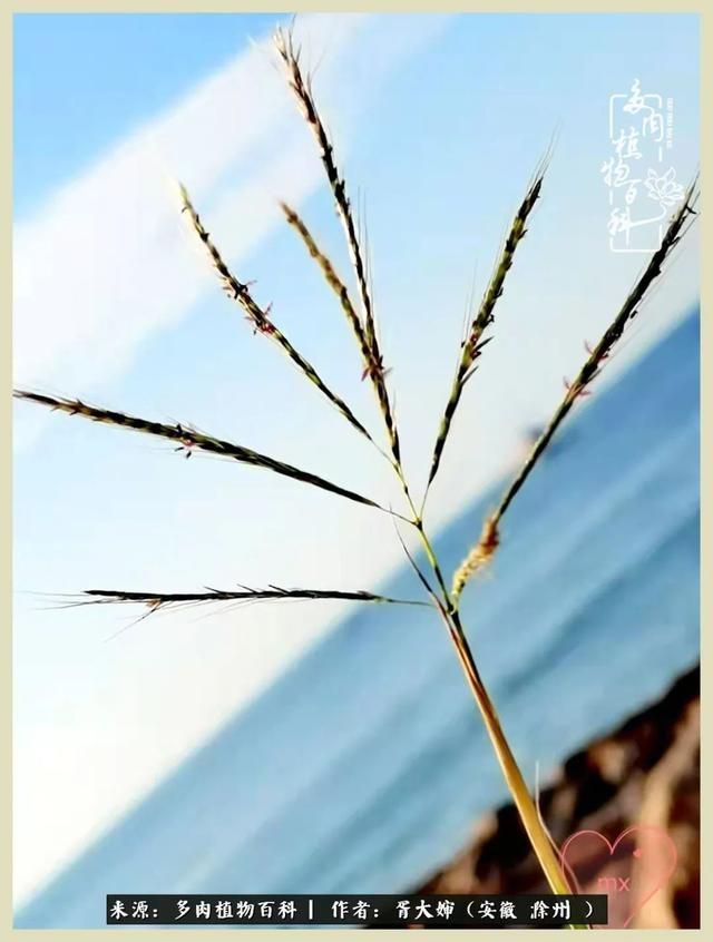 骑士之歌的肉在哪(骑士之歌肉124章)