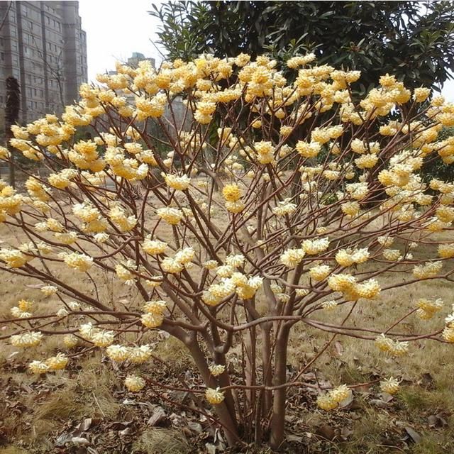 结香长在哪里(结香花的功效与作用)