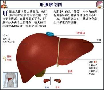 结肠肝区的位置在哪里(结肠肝区肿瘤严重吗)